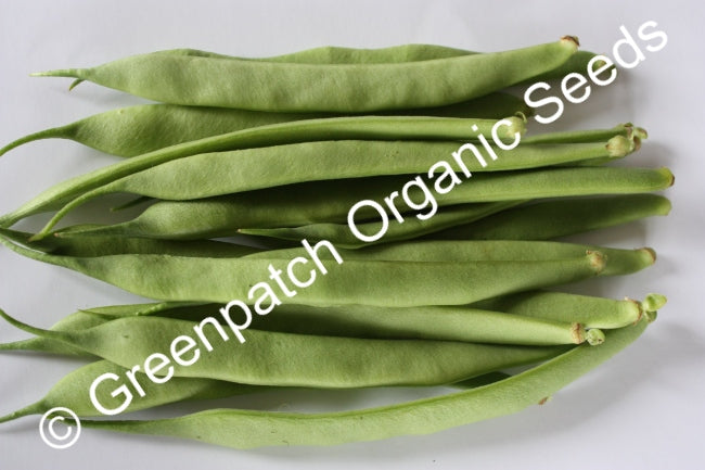 Bean Bush - Hawkesbury Wonder