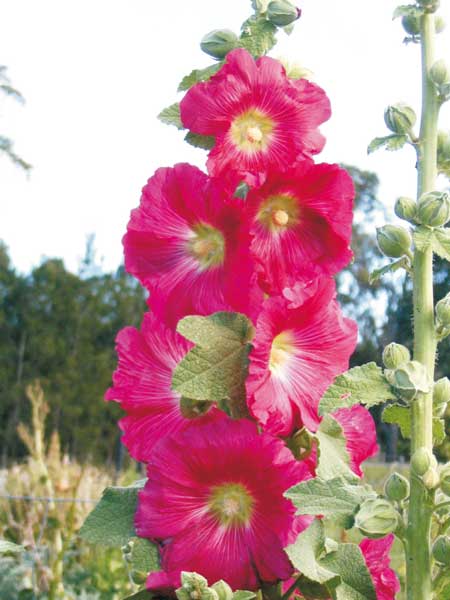 Hollyhock