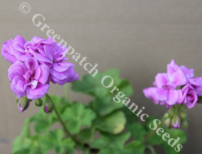 blue geranium seeds Pelargonium 'Blue Springs' Plants