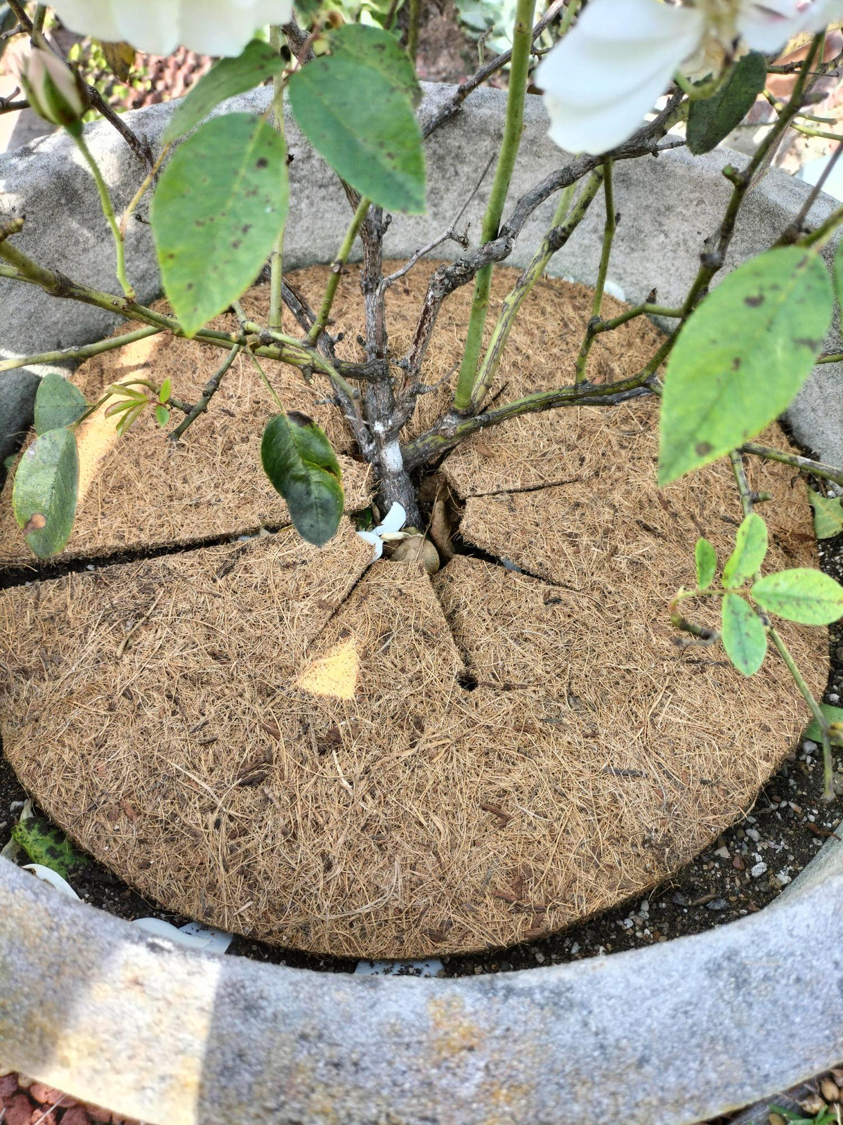 Coir Weed Mat Round 36cm