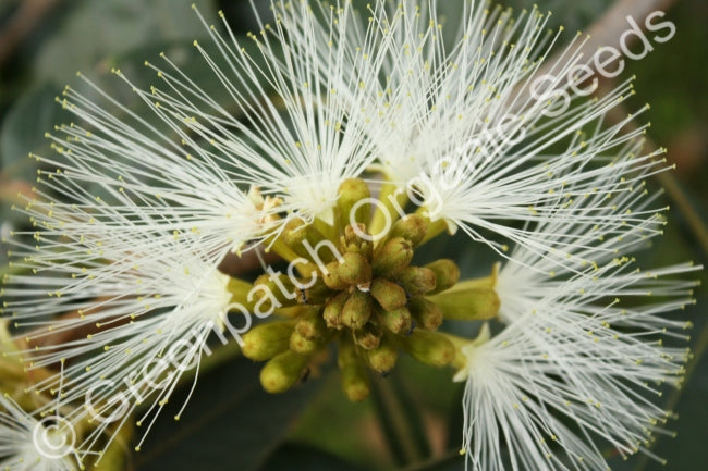 Ice Cream Bean Plant
