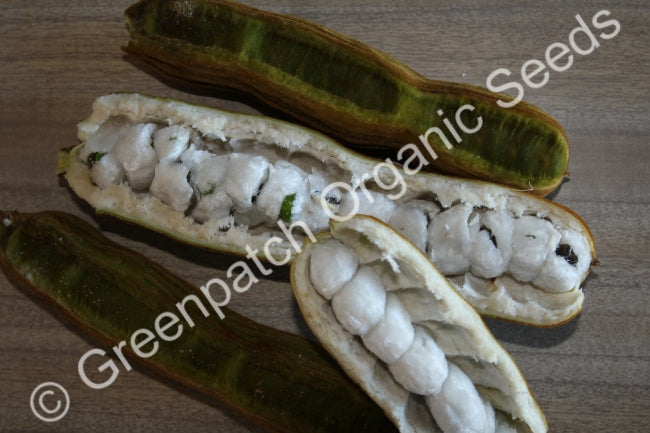 Ice Cream Bean Plant