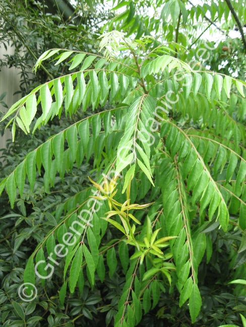 Indian Curry Tree Seed - Pre Order
