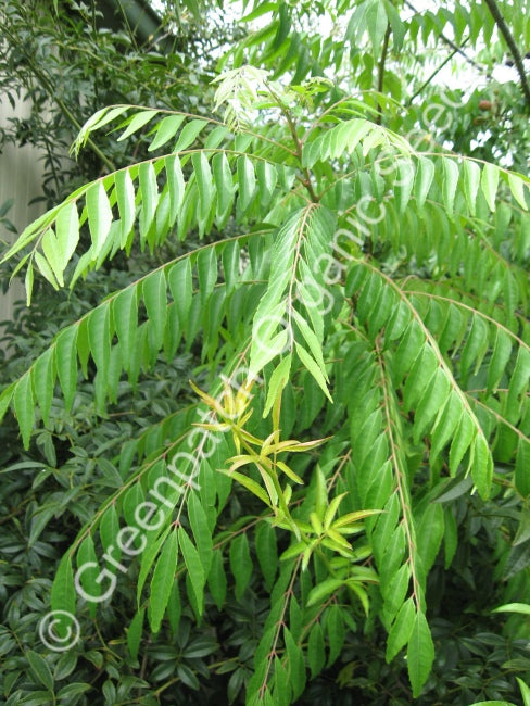 Indian Curry Tree Seed