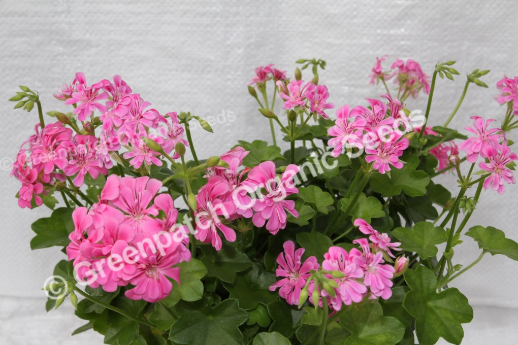 Geranium Ivy - Sugar Baby