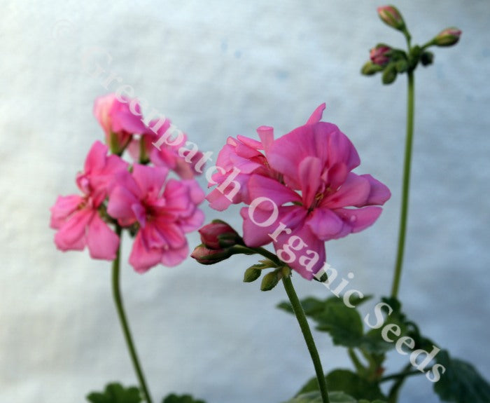 Geranium Ivy Hybrid - Jack of Hearts