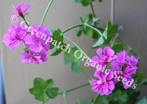 hanging ivy geranium plants Ivy Geranium Amethyst Plants