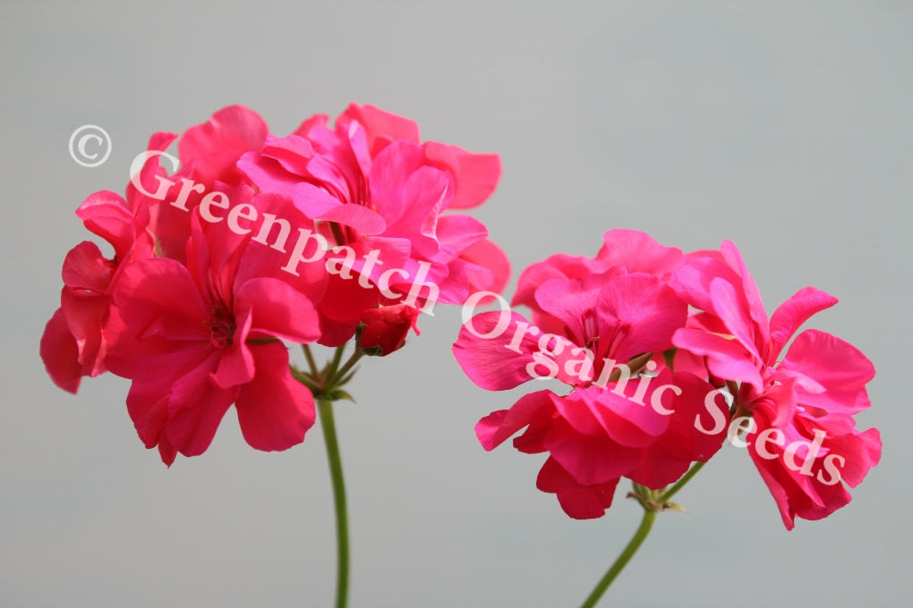Geranium Ivy - Claret Rose