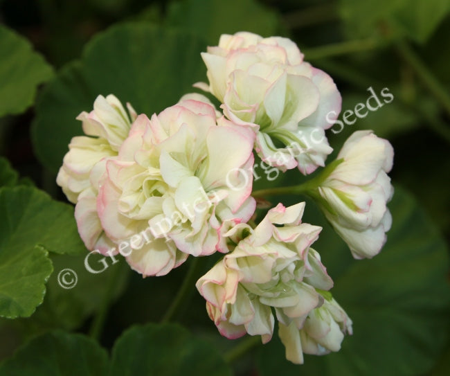 Geranium Zonal - Apple Blossom Rosebud