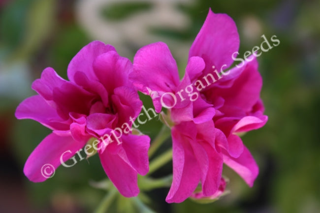 Geranium Ivy - Lavender Girl