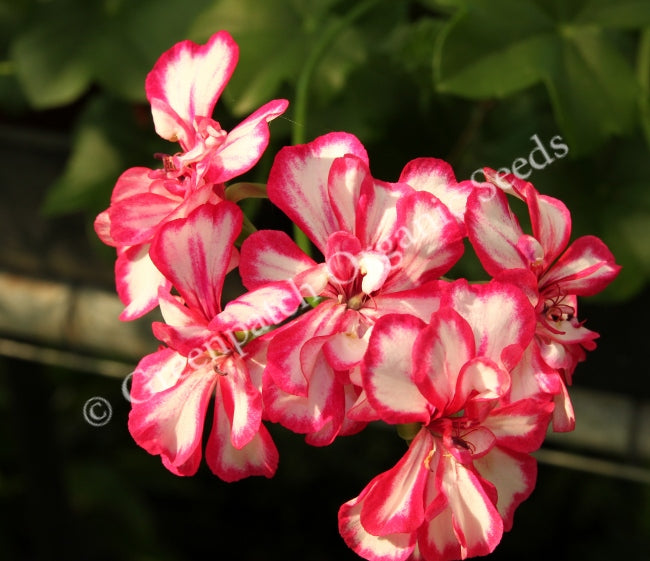 Geranium Ivy - Rouletta