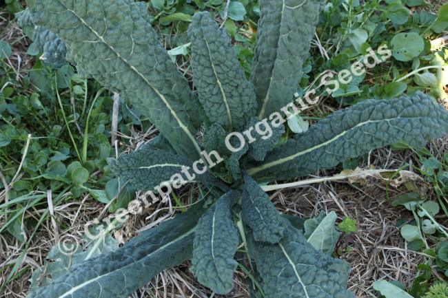 Kale Seeds