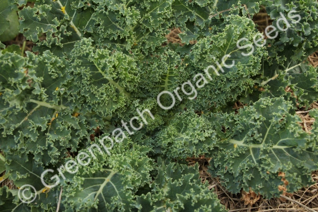 Kale Dwarf Blue Curled