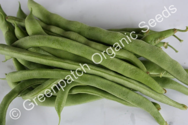 Bean Climbing - Kentucky Wonder