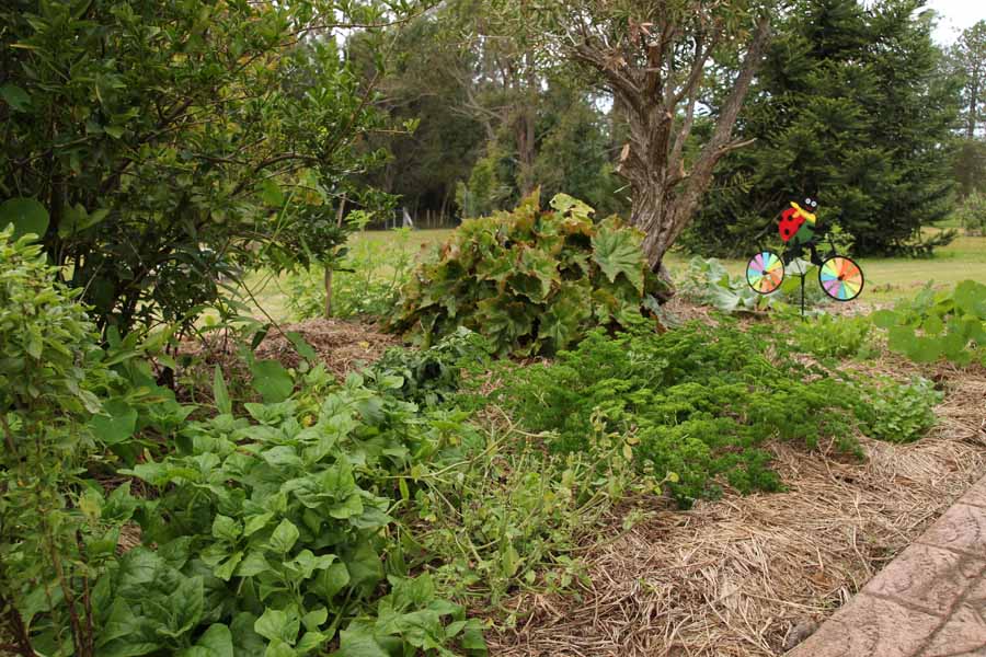 Permaculture Seed Mix