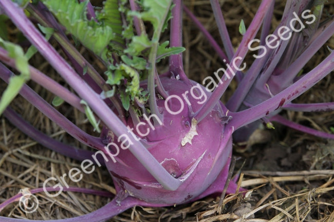 Kohlrabi - Purple Vienna