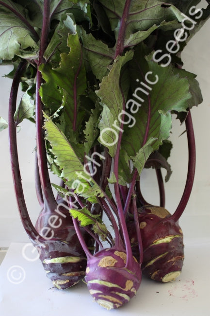 Kohlrabi - Purple Vienna