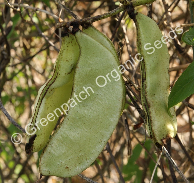 Bean Climbing - Lablab