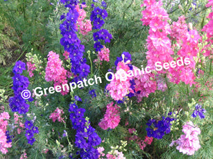 Larkspur - Mixed