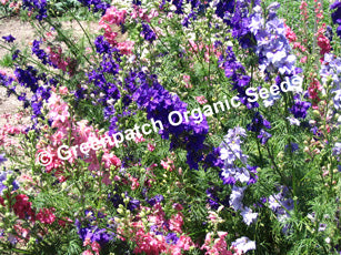 Larkspur - Mixed