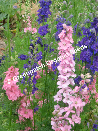 Larkspur - Mixed