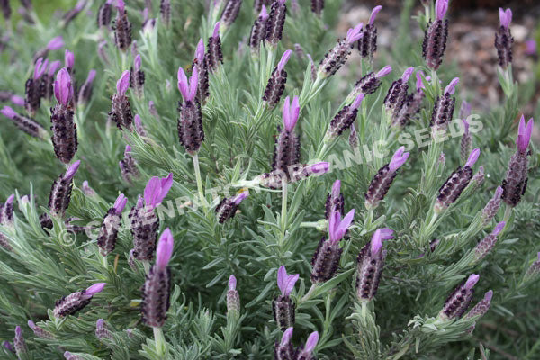 Lavender - Stoechas