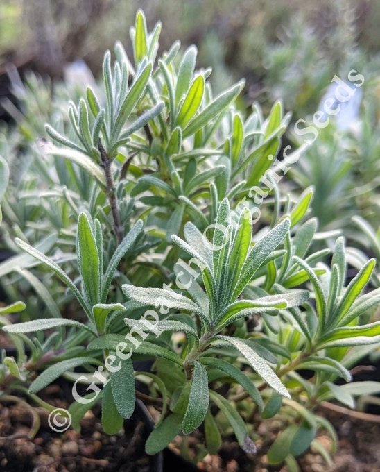 English Lavender Plants Organic