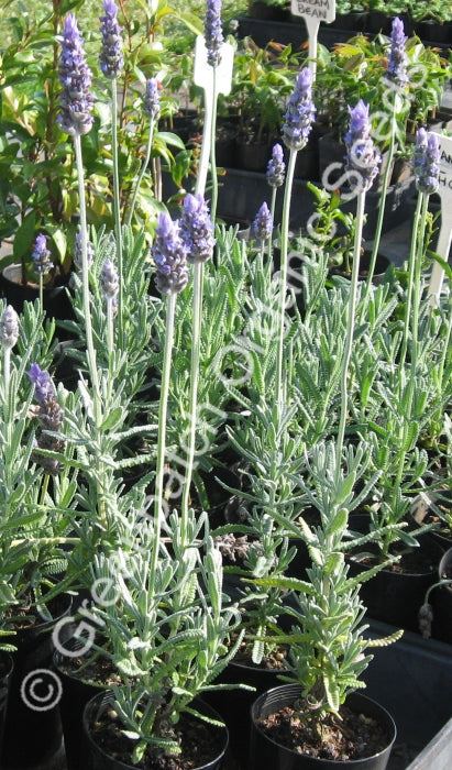 silver mist lavender plant French lavender Plants