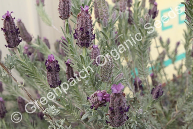 Lavender - Italian Plant