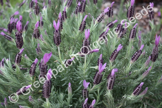 Lavender - Stoechas Plant
