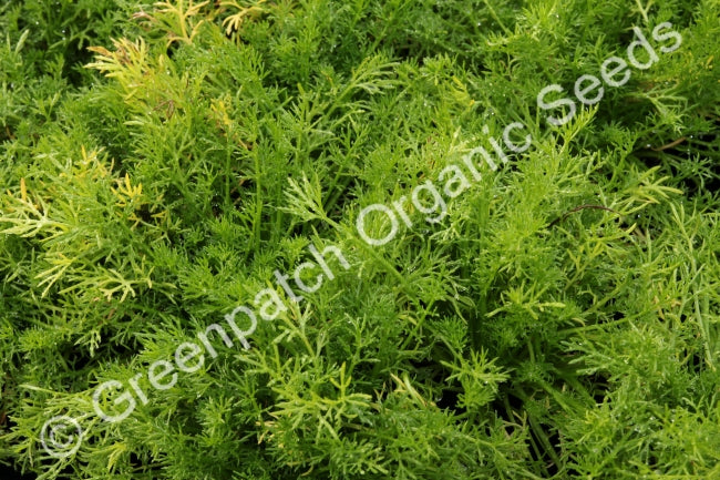 Lawn Chamomile Plant
