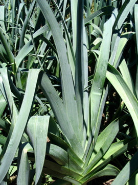 Leek - Autumn Giant