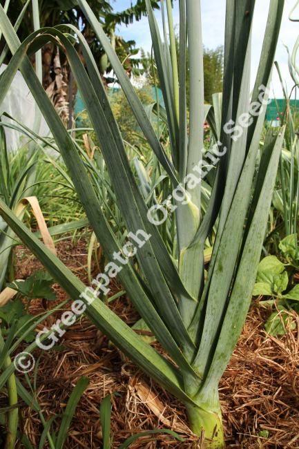Leek - Giant Musselburgh
