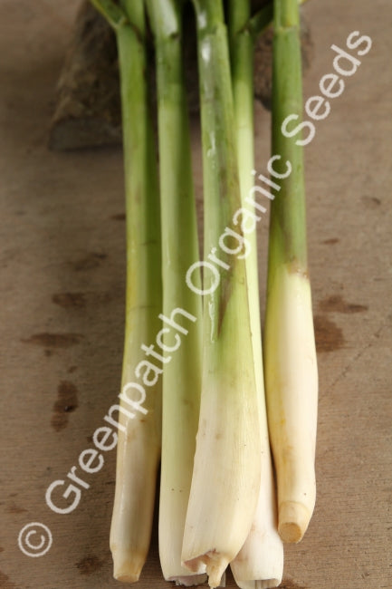 Lemongrass Plant