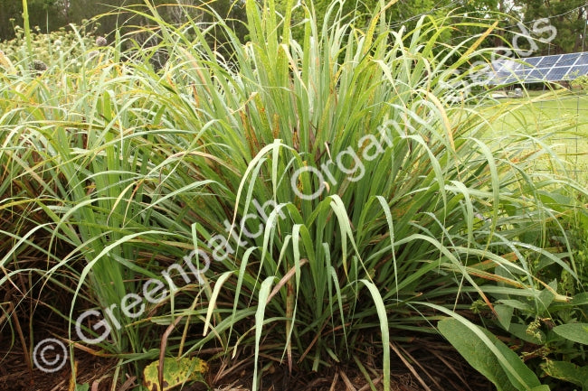 Lemongrass Plant