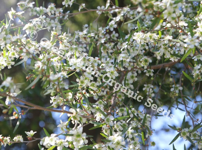 Lemon Scented Tea Tree