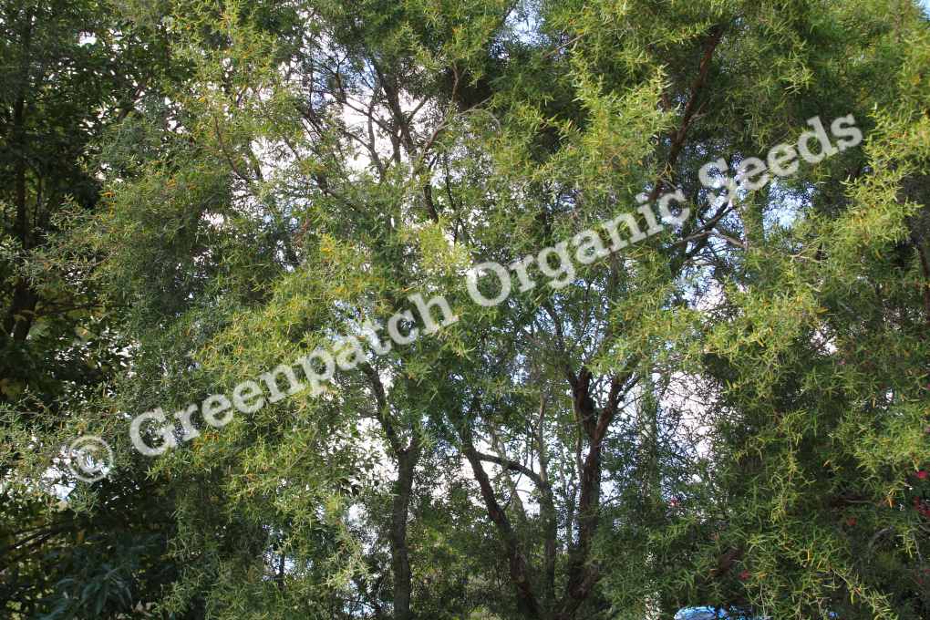 Lemon Scented Tea Tree