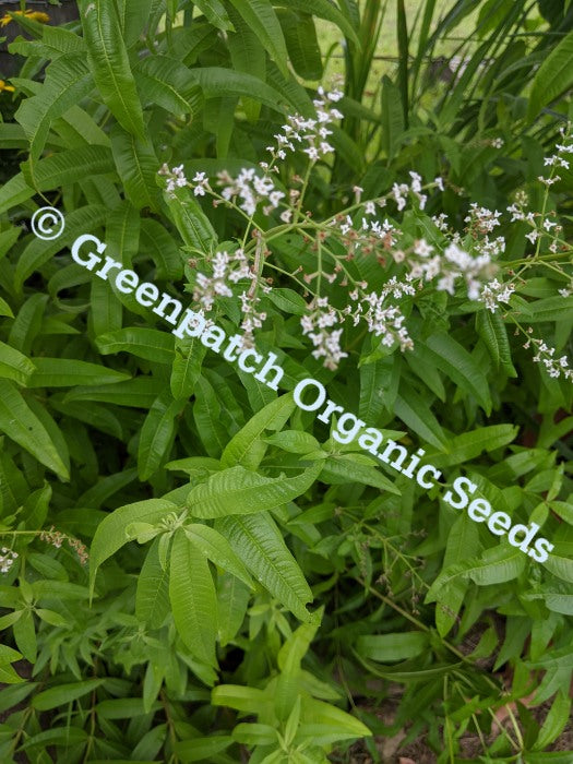 lemon verbena plant seeds Lemon Verbena Plants