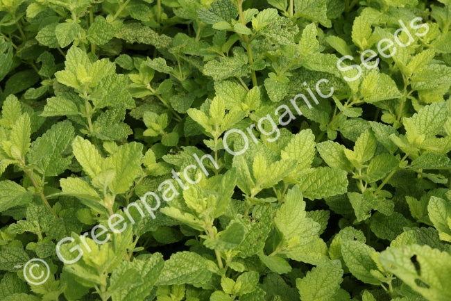 Lemon Balm Plant