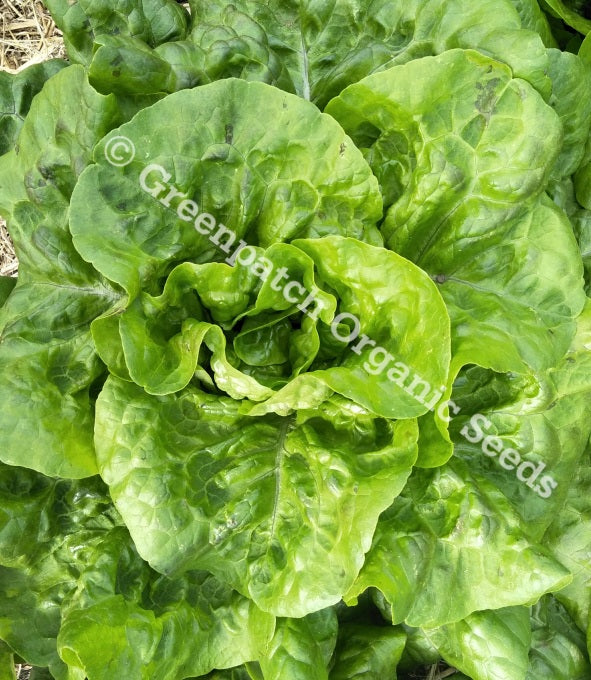 Lettuce - Summer Queen