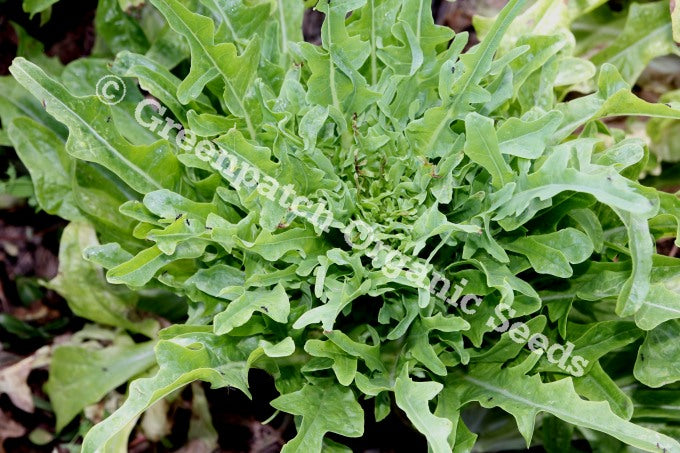 Lettuce - Everlasting