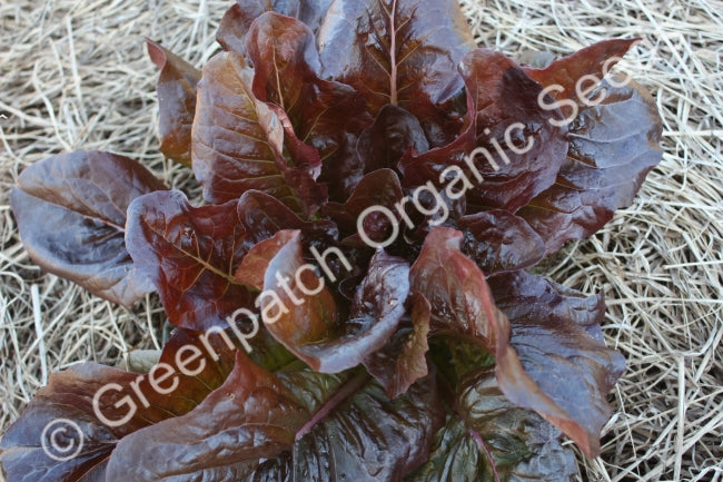 Lettuce - Cos Red