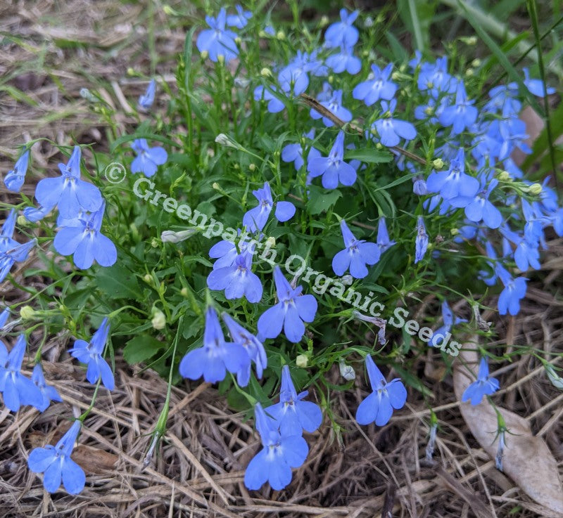 Lobelia - Blue
