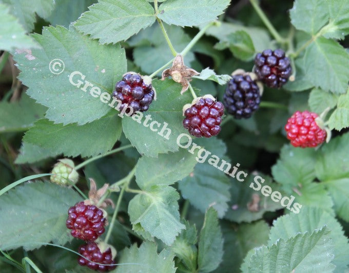Loganberry Thornless Plant