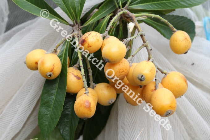 Loquat Plant
