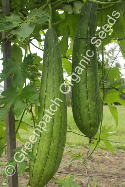 Luffa
