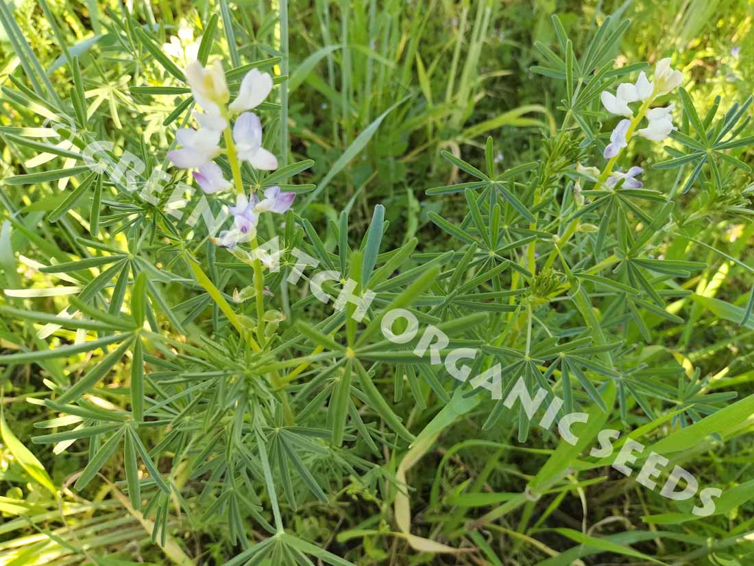 White Lupin Flowers - Buy Seed