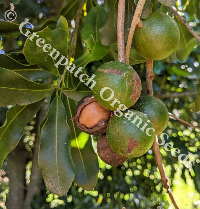 planting macadamia seeds Macadamia tetraphylla Plants