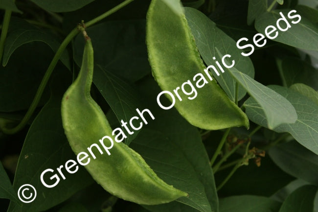 Bean Climbing - Madagascar