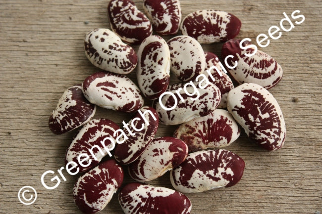 Bean Climbing - Madagascar